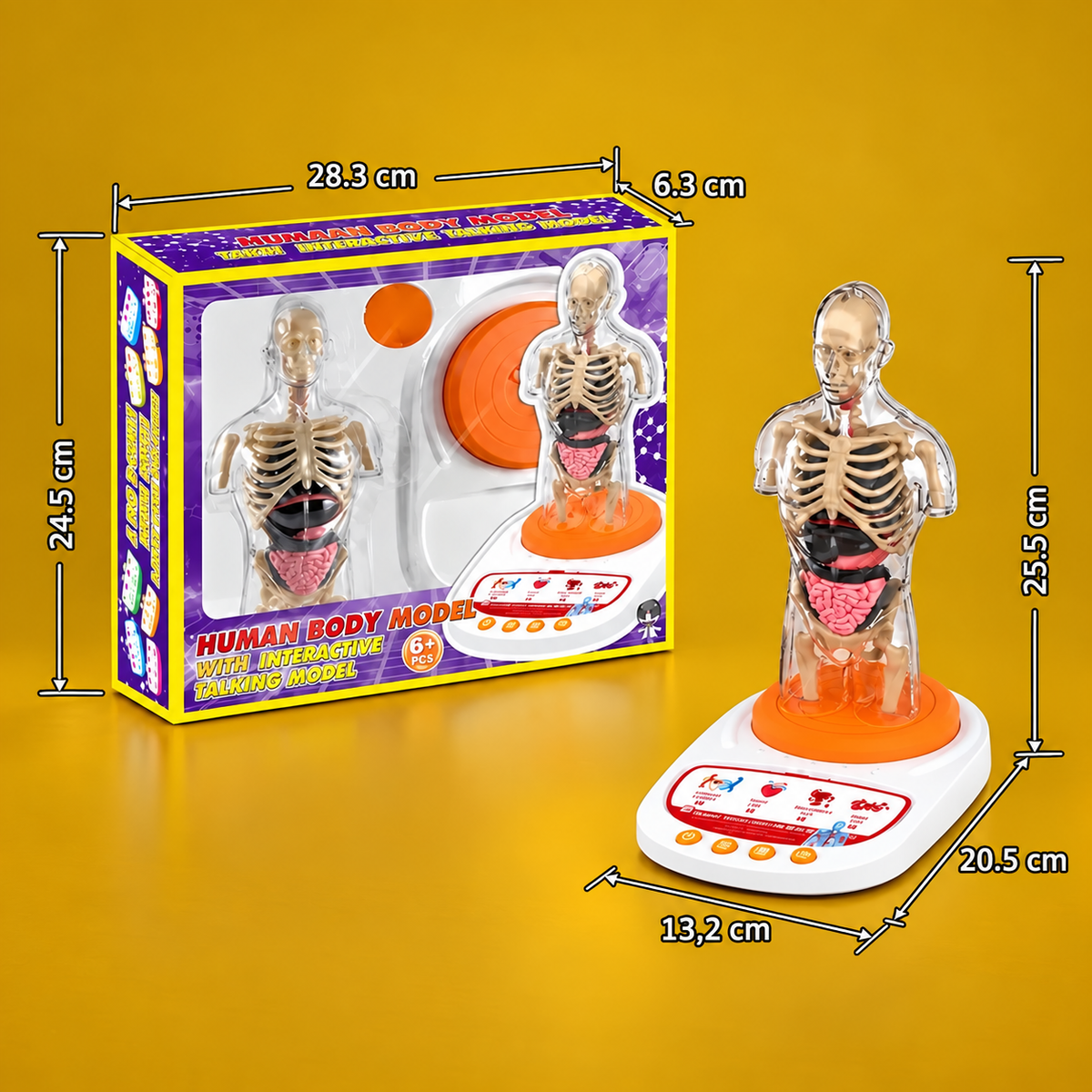 Interactive Talking Anatomy Model with Removable Organs & Audio-Guided Learning