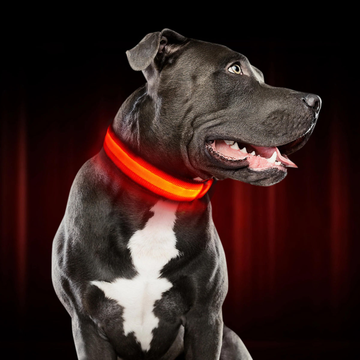 LED Light-Up Dog Collar