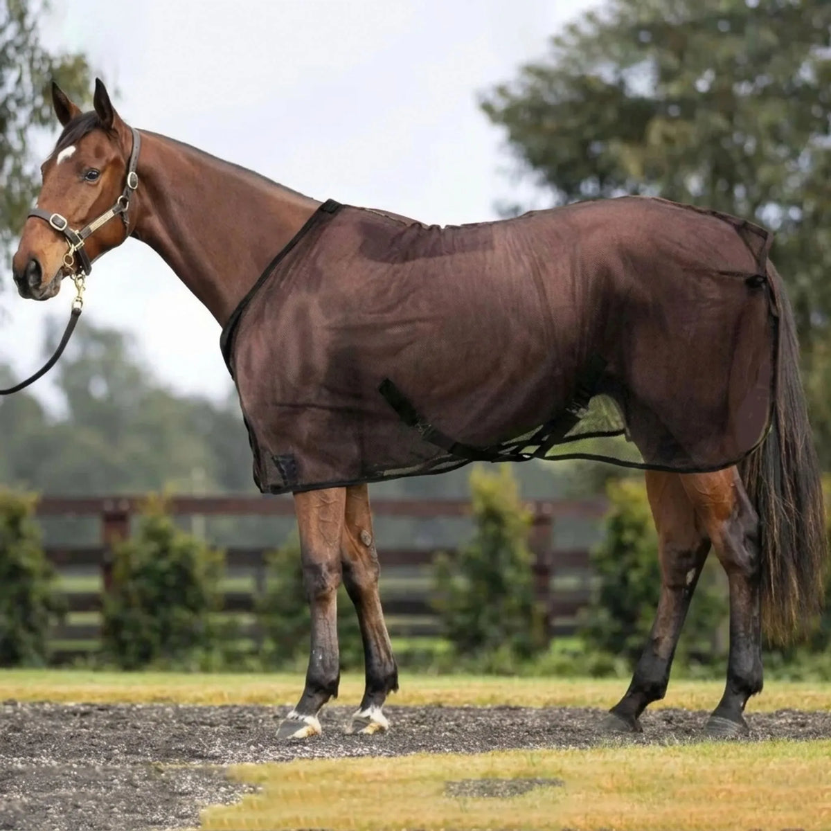 Lightweight mesh horse fly sheet with breathable insect barrier
